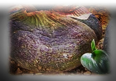 NASI TUMPENG- AN ANCIENT JAVANESE RICE RECIPE. OR NASI TUMPENG FROM THE ANCIENT SUNDA NUSANTARA