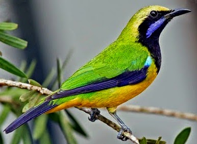 Singing Bird Collection Cucak Hijau Leafbird