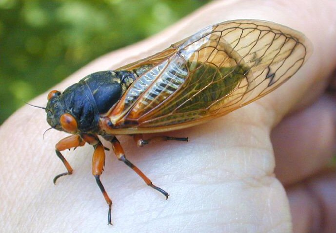 home schoop partial life cycle of cicadas home schoop partial life cycle of cicadas