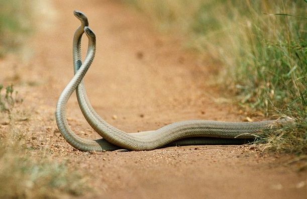 THE ANIMAL WILDLIFE: ULAR BLACK MAMBA