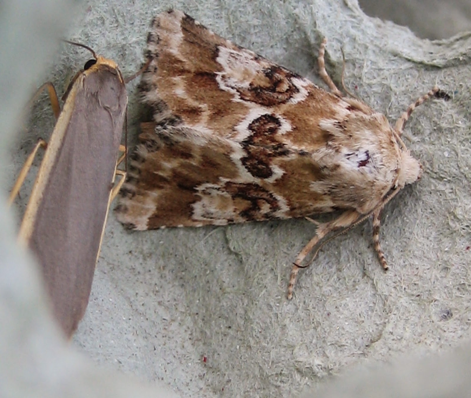 Martin's Moths Touch of the vapours