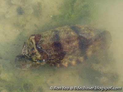 Spineless Cuttlefish (Sepiella inermis)