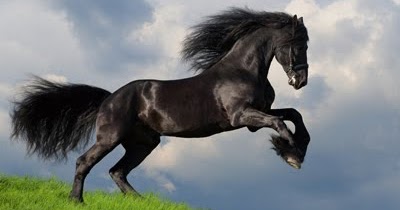 BANCO DE IMÁGENES: Caballo salvaje de color negro azabache en las praderas