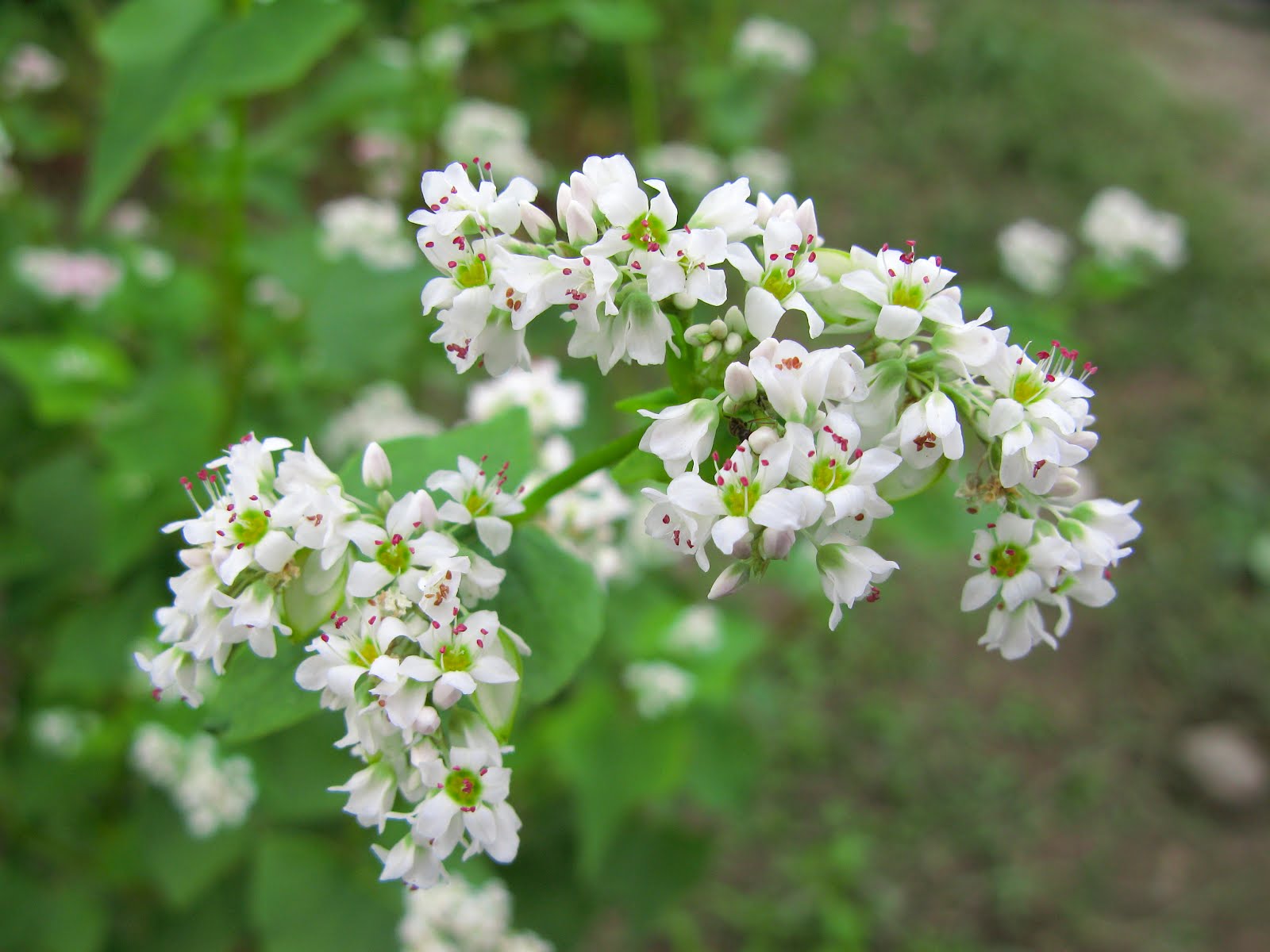 Buckwheat Flower