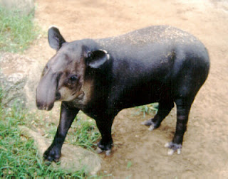 baird's tapir