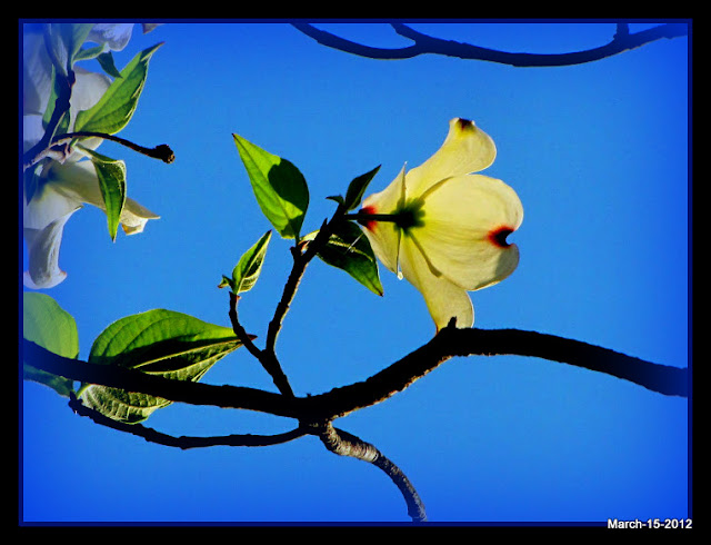 katescabinbirdsanctuaryintexas: Dogwood Trees, Dogwood Legend and a