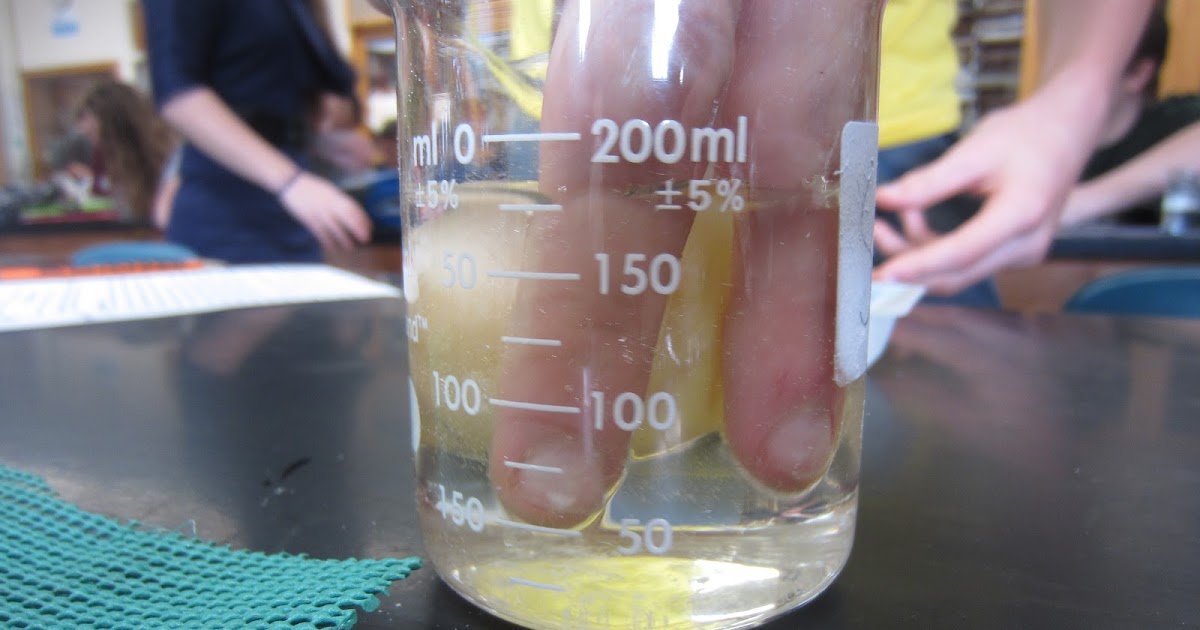 EC Honors Biology Day 3 of Egg Lab