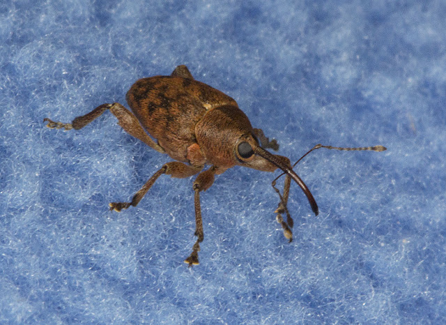 Weevil, Curculio species.  In a meadow near Leigh on 19 May 2012.