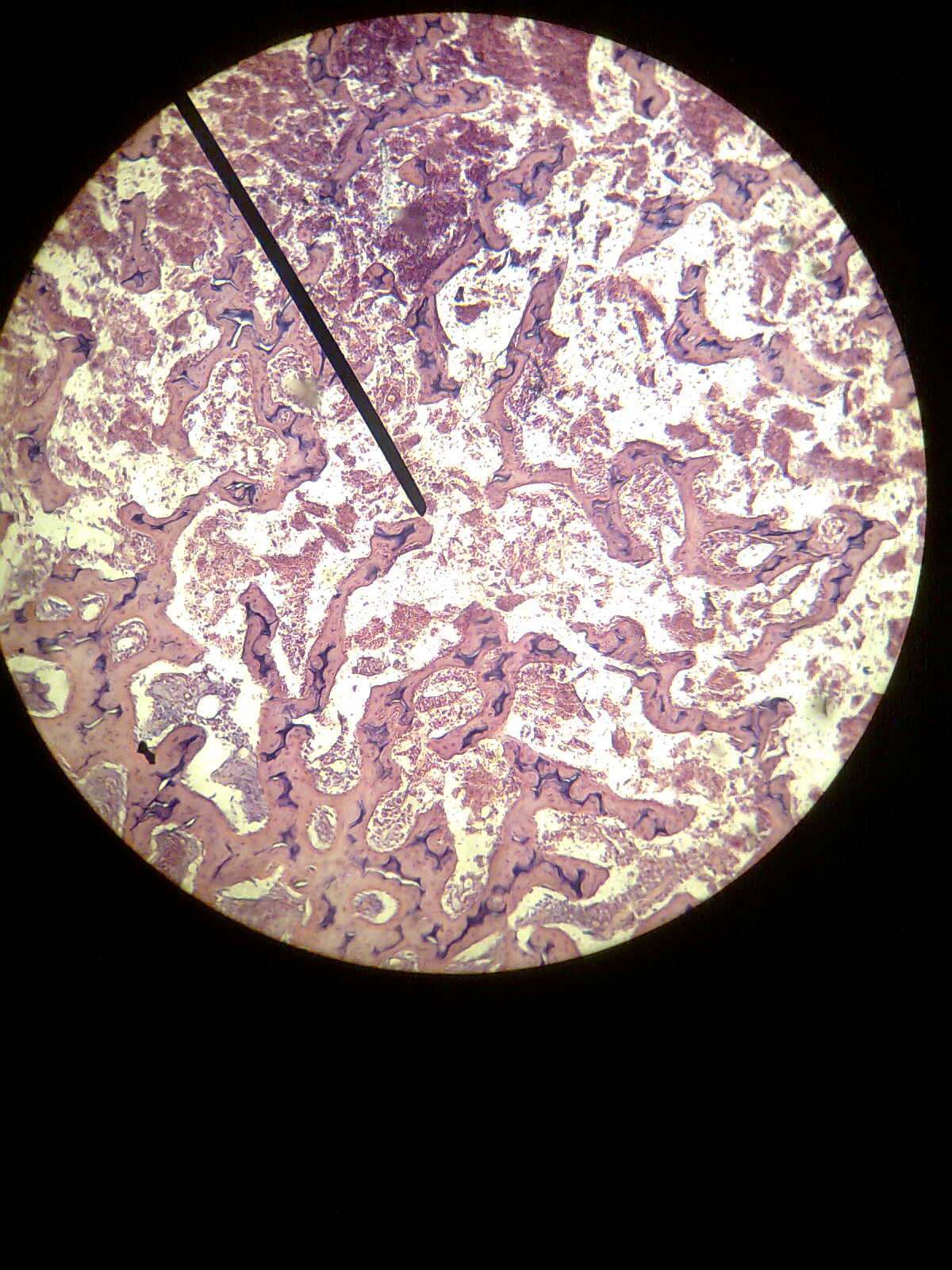 Je suis 'alia aqilah, et vous? =): Histology Slide - Microscope under