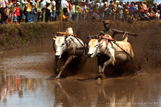 karapan sapi