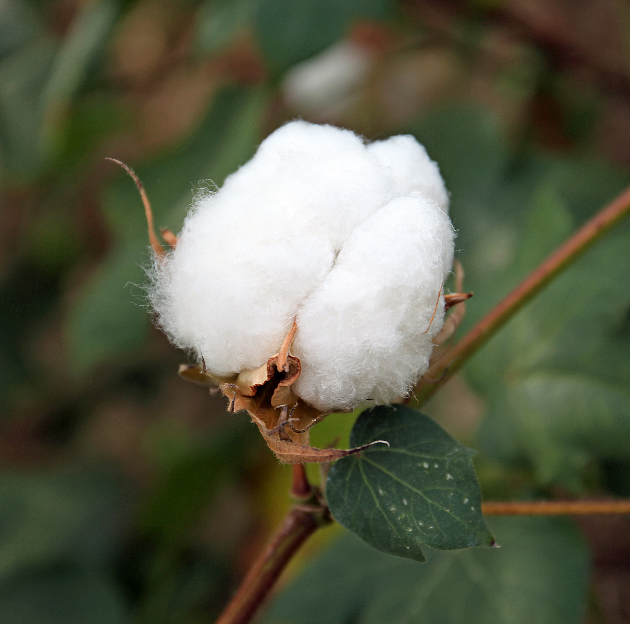 Southern Lagniappe The Joys of a Cotton Patch