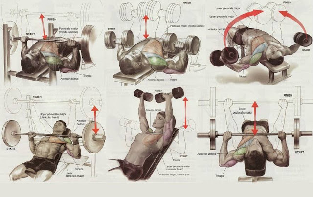 gym workout chart all bodybuilding com chest workouts charts