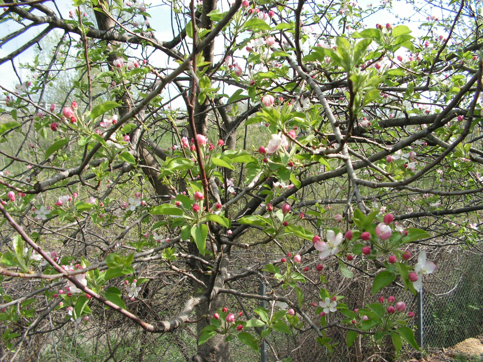 Fruit Tree Hill Hannibal, MO The Fruit Trees