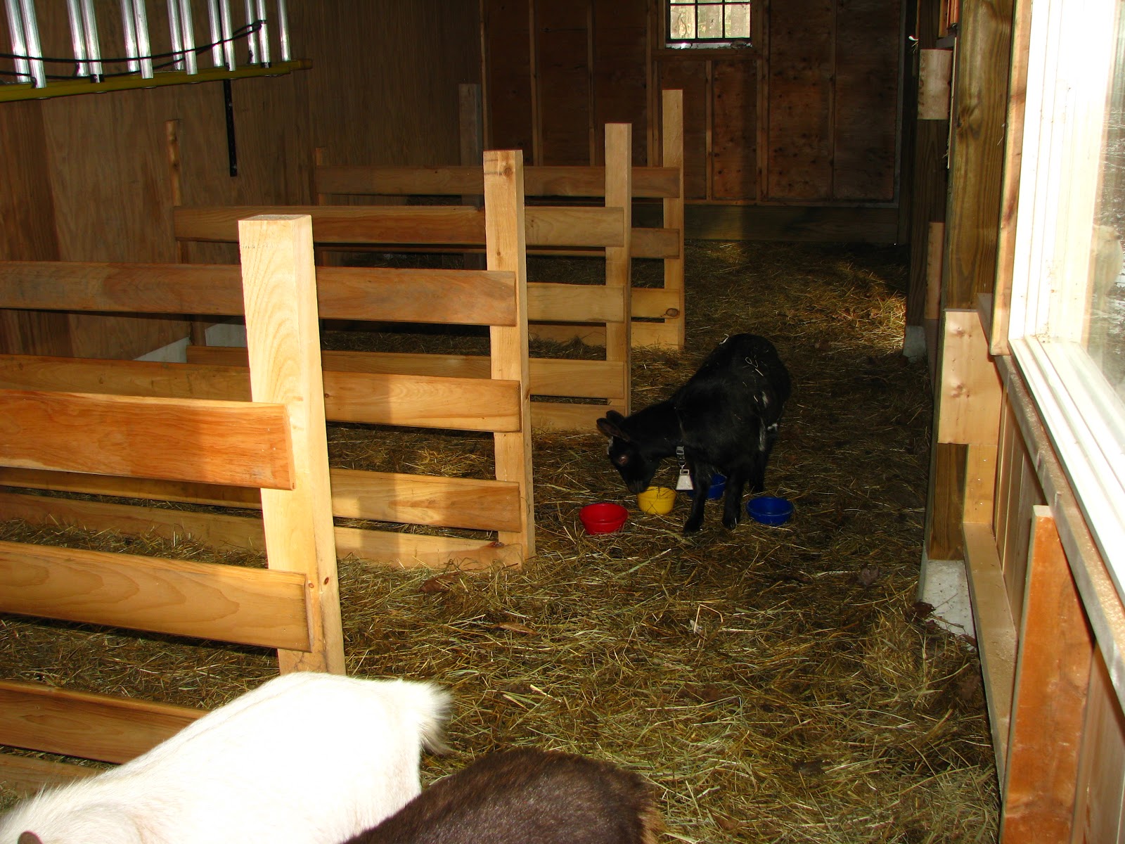Our Small Farm in the Woods The Goat Barn