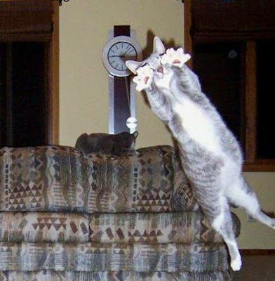 Los 19 Photobombs animales más divertidos Los 19 Photobombs animales más divertidos