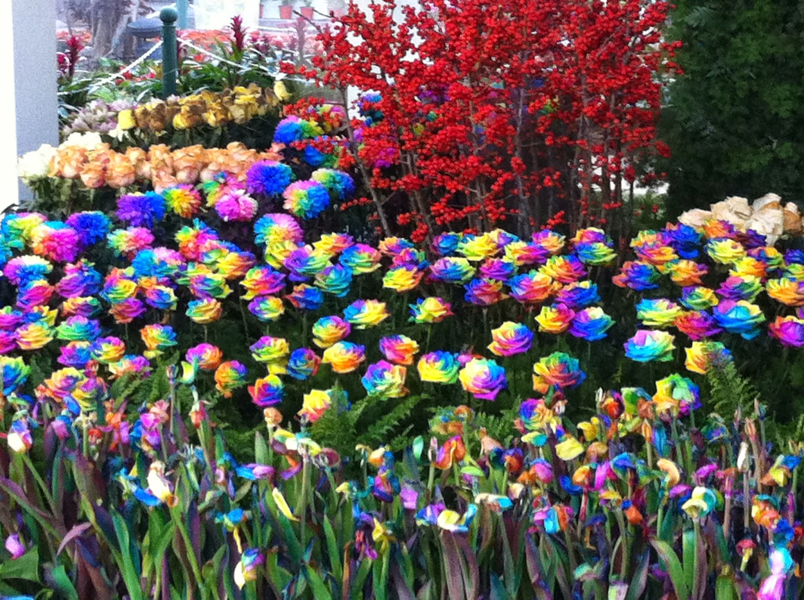 Trips to Thailand Chiang Rai Flower Festival