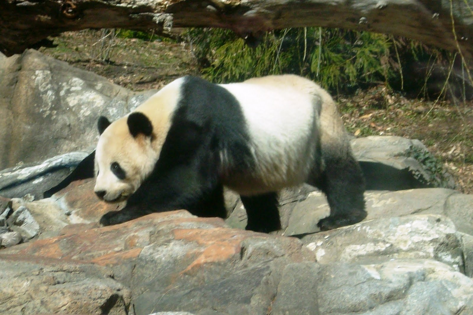 ZooZooReview Top Ten Zoos In the Southeast