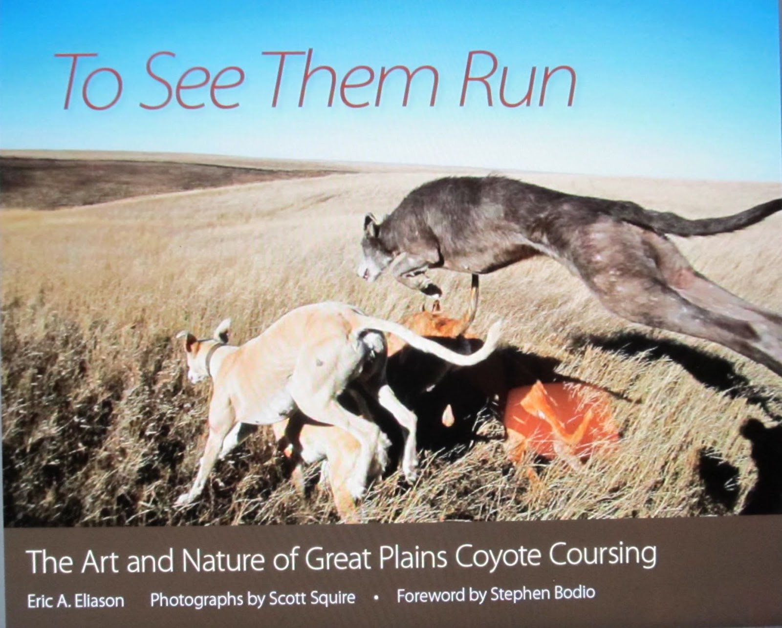 Do coyotes travel in packs picture