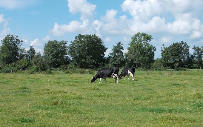 Foto van Friese koeien in het weiland
