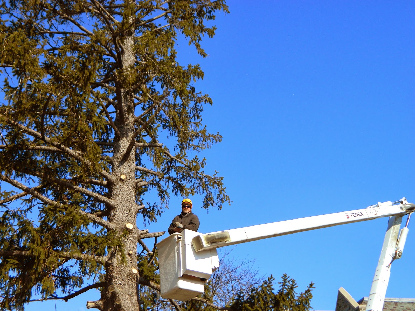Dan, the Tree Man Pine Tree Removal