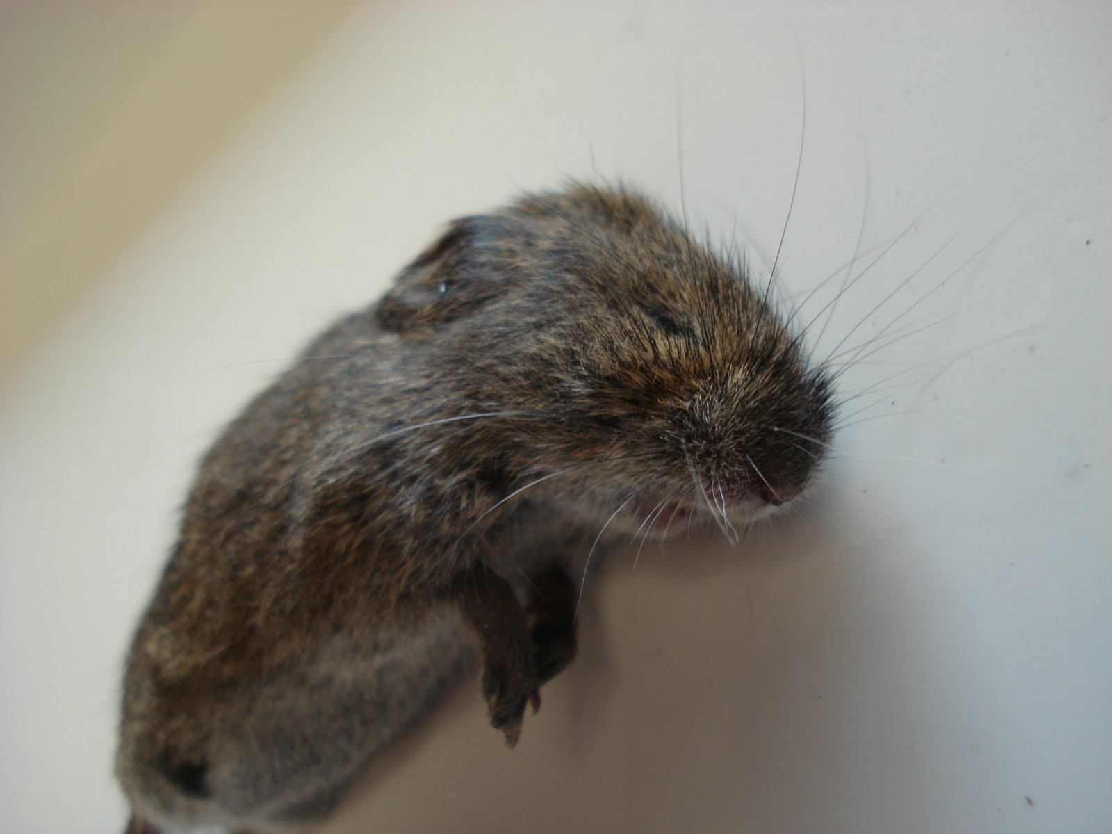 Birding from Home The Long Tailed Vole