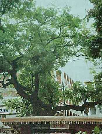 The Holy Neem tree