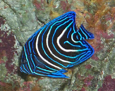 Salt Water Aquarium Fish on Saltwater Fish Picture