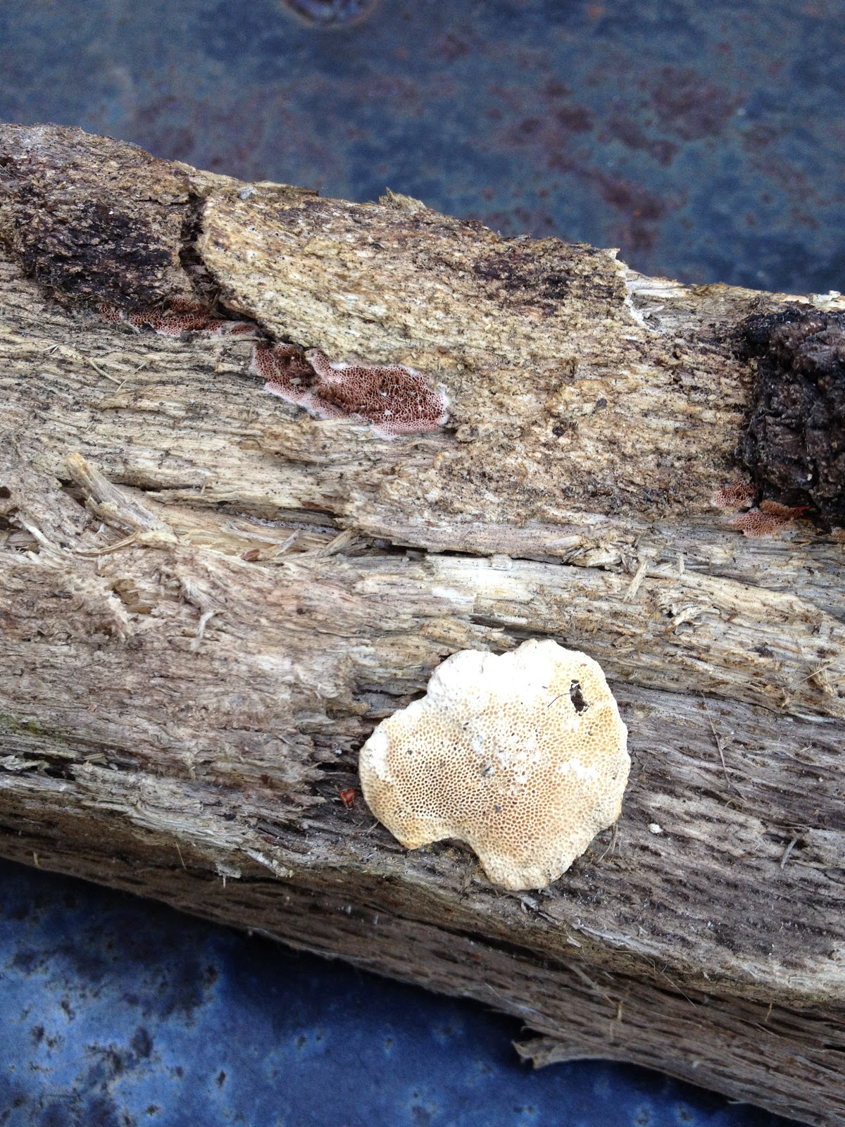 Classification Biology Project indian paint fungus