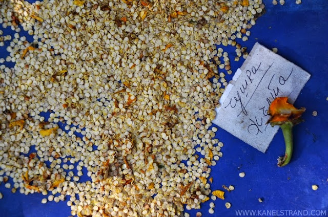 How to Collect and Store Heirloom Pepper Seeds 