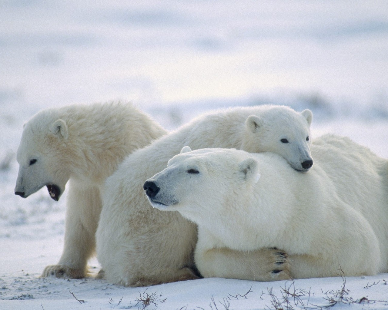 New 60 Amazing Animals Wallpapers