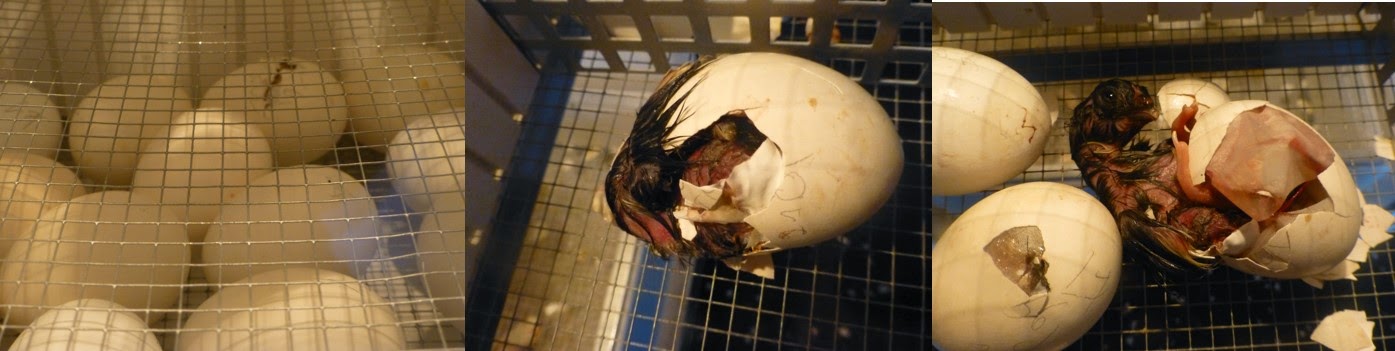 Aus dem Ei gepellt: Fünf Rosaflamingo-Küken geschlüpft