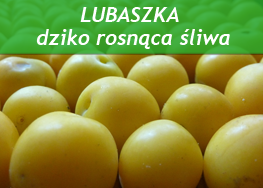 http://psprzelotem.blogspot.com/2015/10/dziko-rosnace-owoce-jadalne-jesien.html