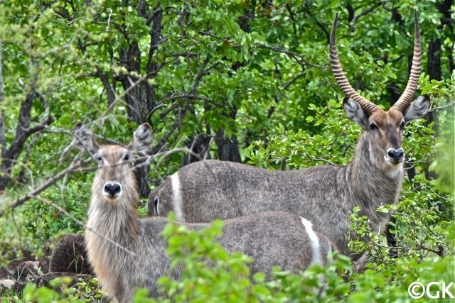 Ellipsen-Wasserbock (Kobus ellipsiprymnus)