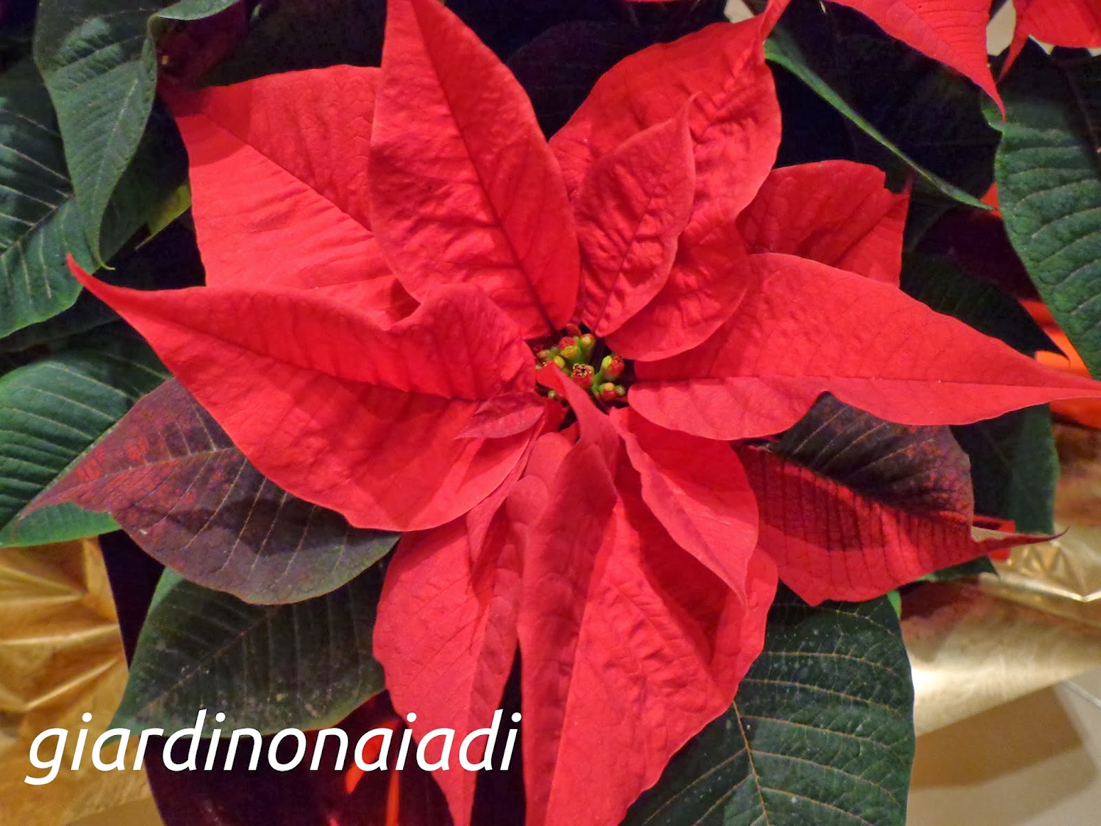 Stella Di Natale Foglie Arricciate.Il Giardino Delle Naiadi Euphorbia Pulcherrima La Stella Di Natale