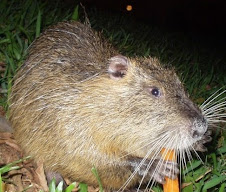 Fauna Bacia Taquari-Antas- Fonte: Aepan-ONG - Série: Mamíferos