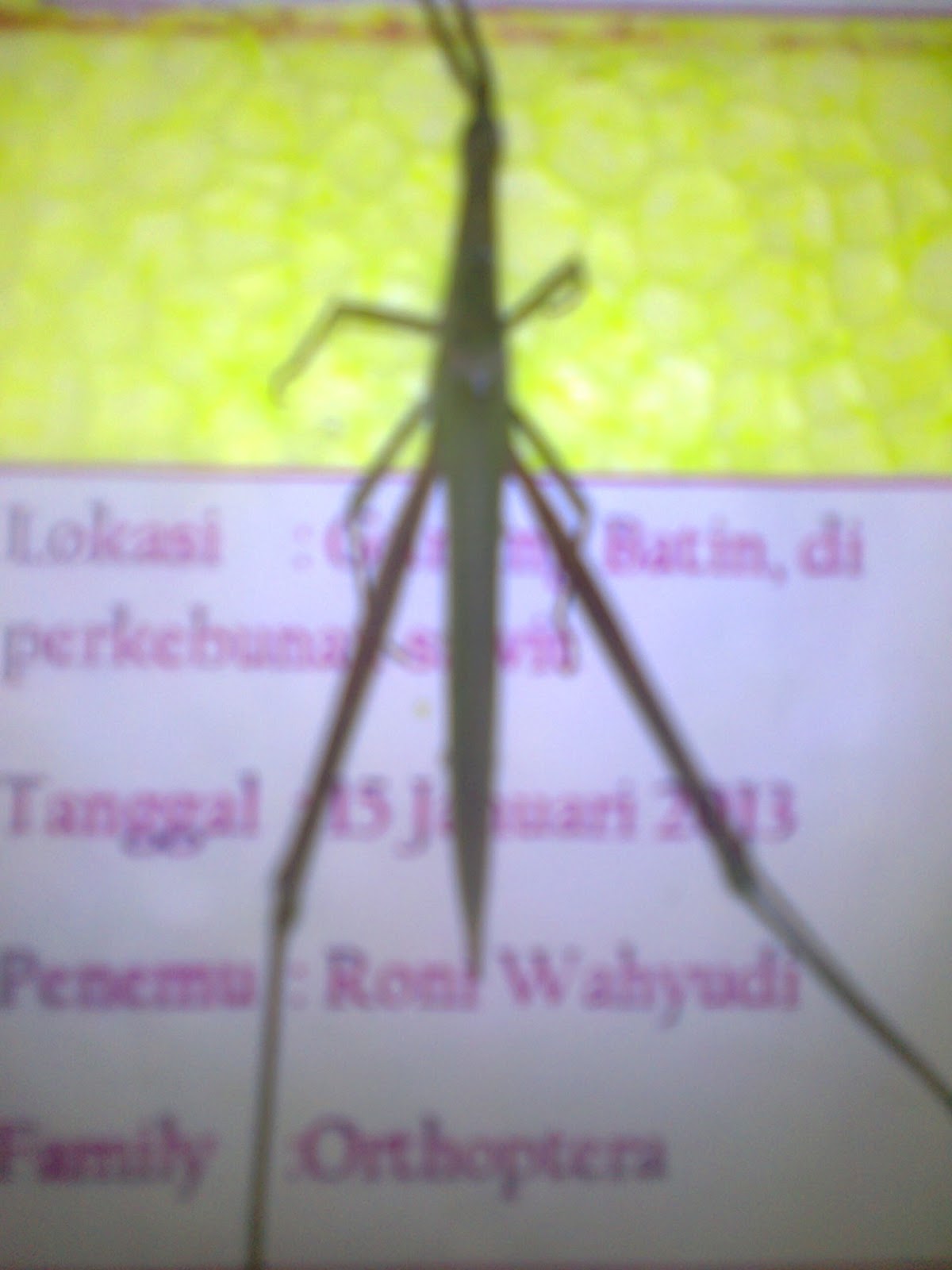 MACAM MACAM GAMBAR SERANGGA DAN KETERANGANNYA - Budidaya Pertanian