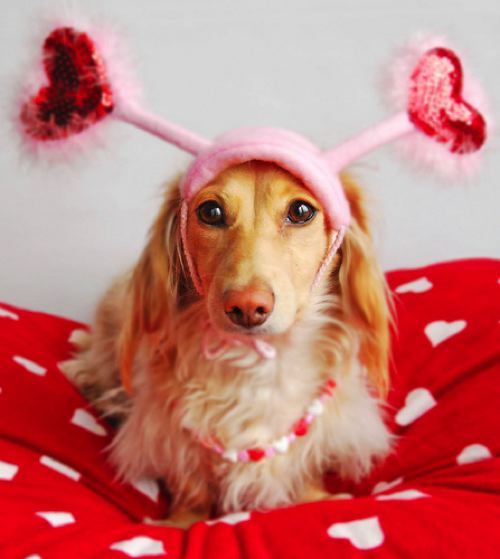 animal valentines extremely valentines day animals pets and docile animal valentines extremely valentines day animals pets and docile