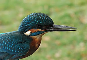 Kingfisher