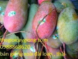 Xoài Đài Loan