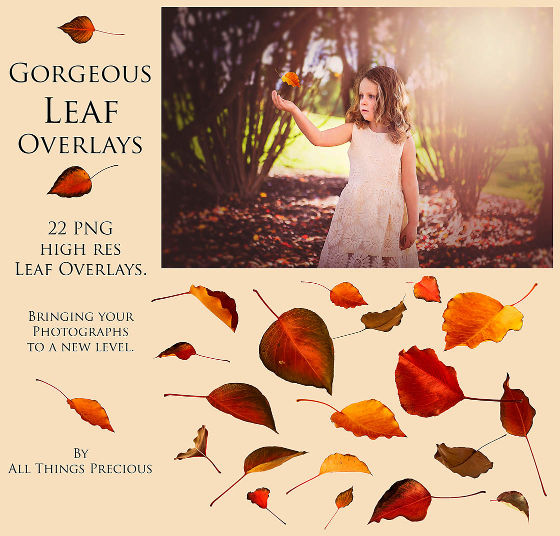 all things precious photography