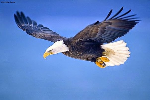 ПсихологиЯ Притча про Орла из курятника