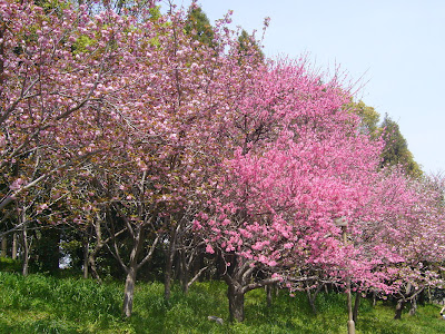 花博記念公園鶴見緑地ウォーキング