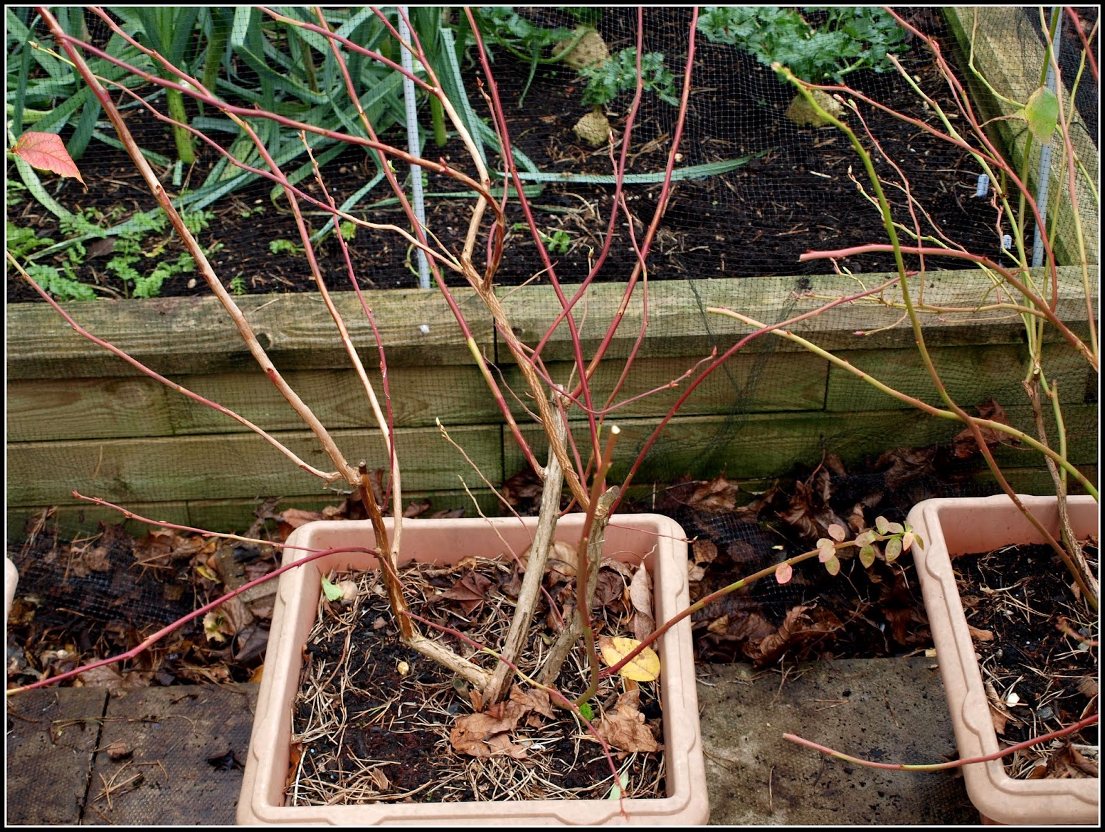 Mark's Veg Plot Pruning Blueberries