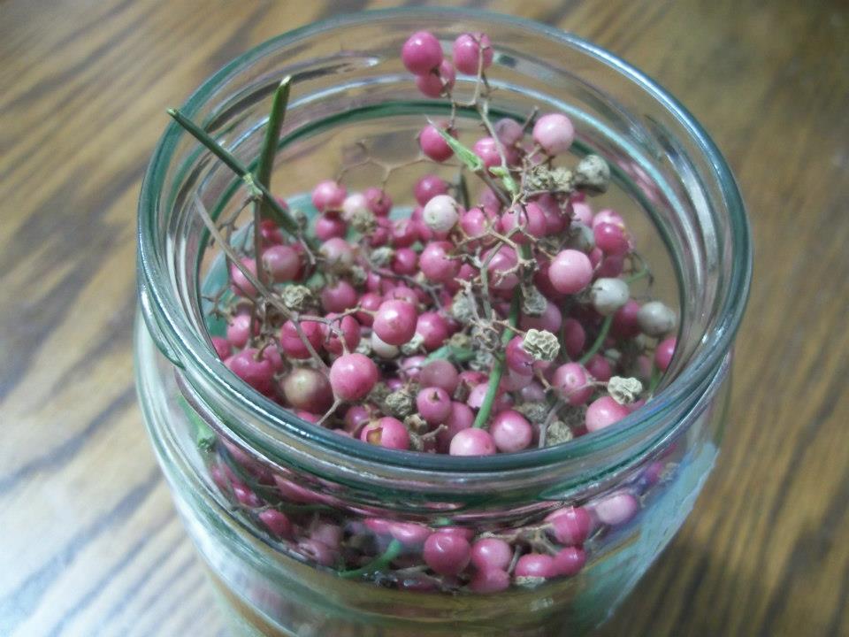 Foraging Pink Peppercorns and the Difference Between Different Types