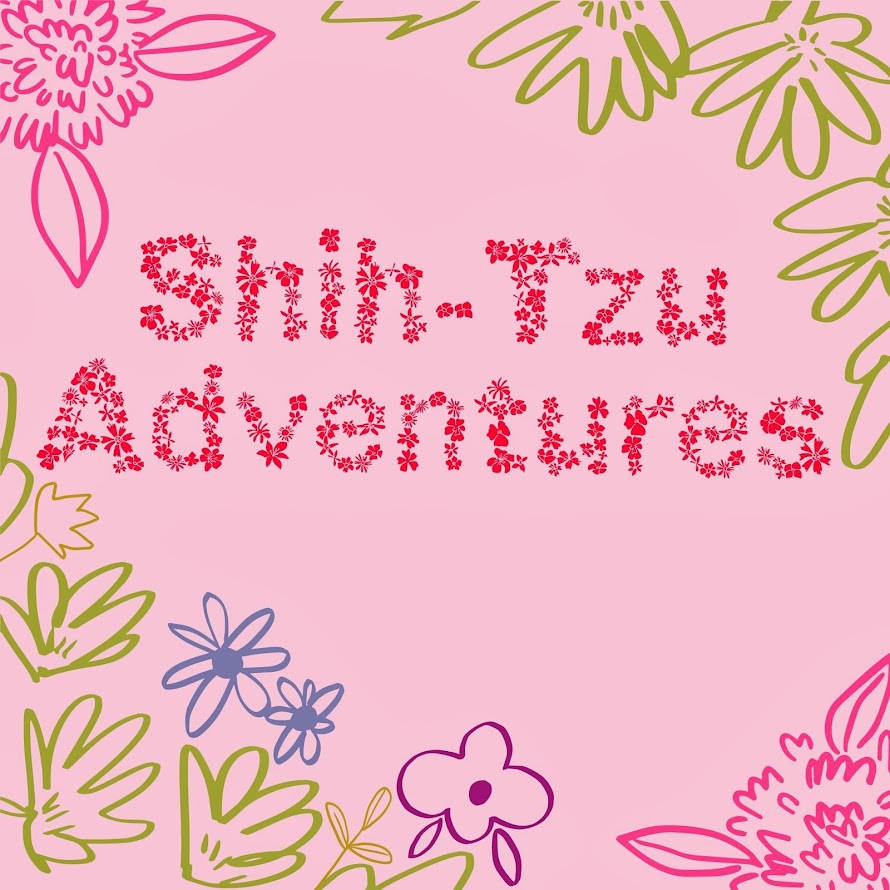 Shih-Tzu Adventures
