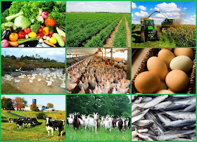 Agricultural Farming | Business Ideas