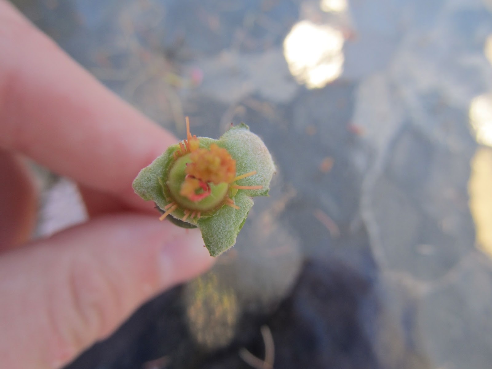 Horsing Around At Home Flower dissection Apologia Botany