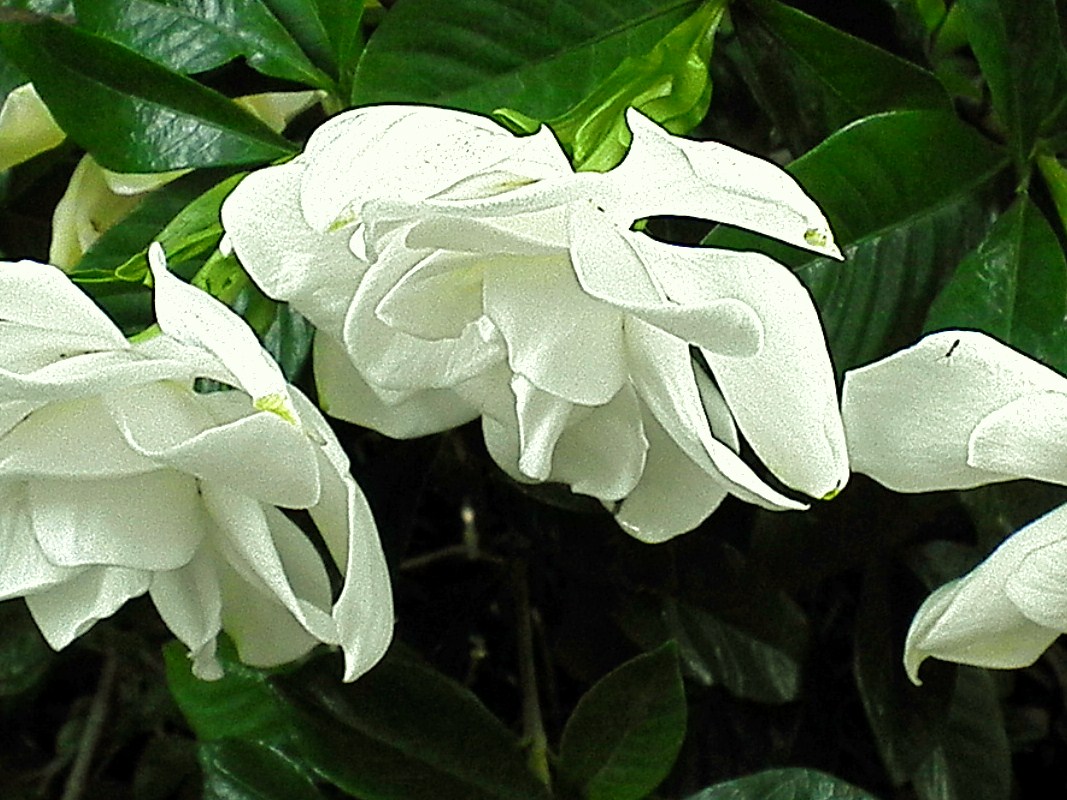 Hydrangea Macrophylla White Stock Photos Hydrangea Macrophylla