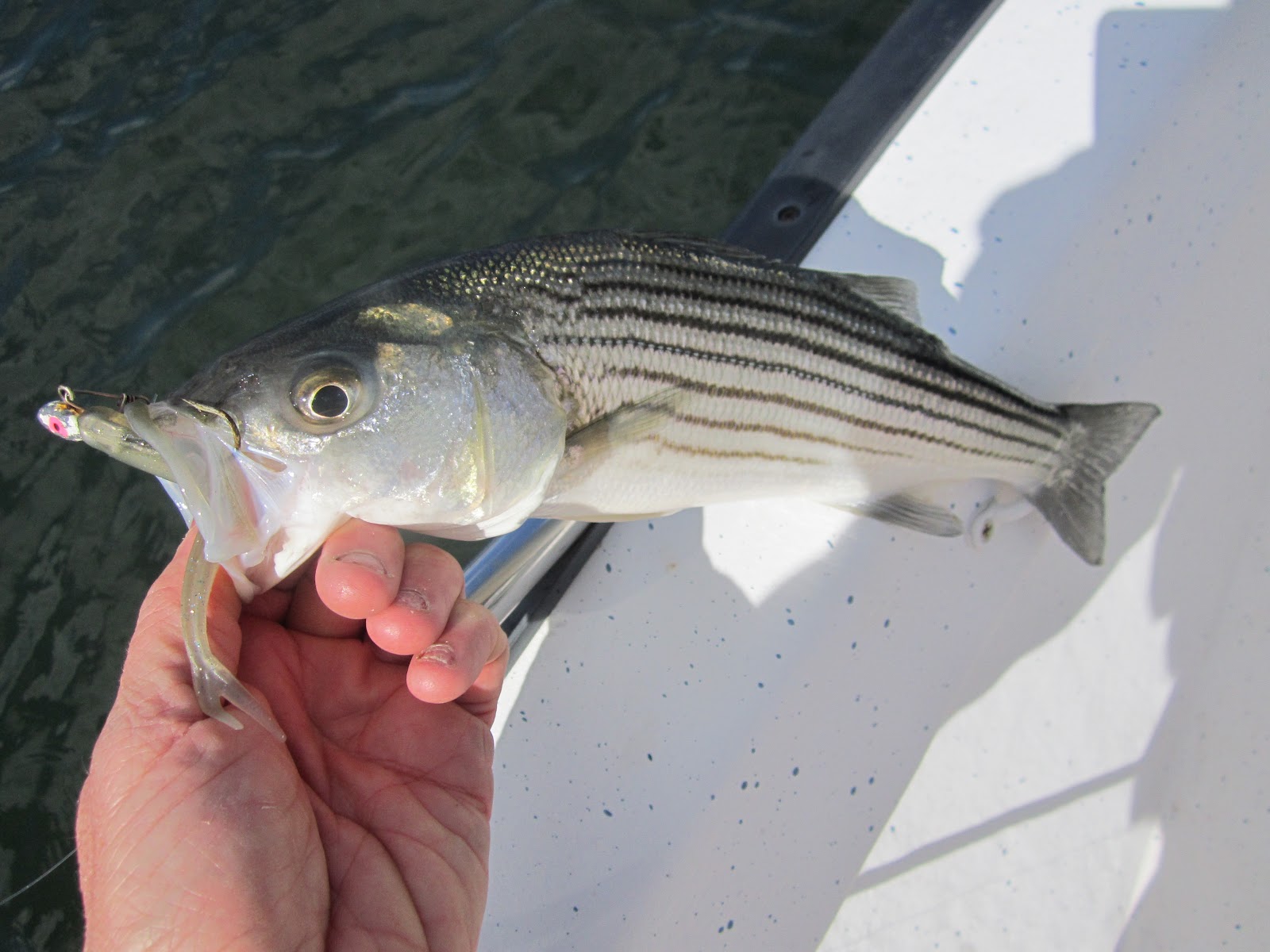 Rhode Island Striped Bass Schoolie Fishing in the Bay Heats UP