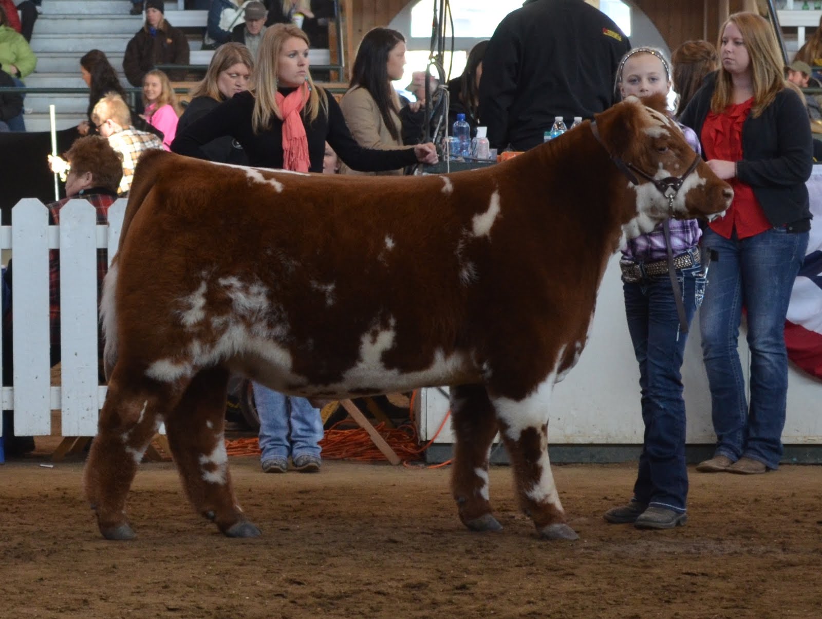 MITTAG Blog Iowa Beef Expo Simmental Steers
